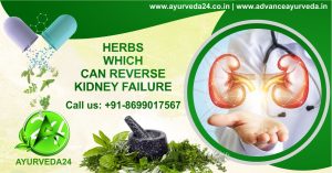 herbs for kidney