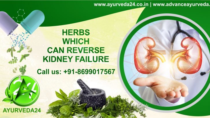 herbs for kidney